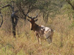 Alcelaphus buselaphus antilope bubale